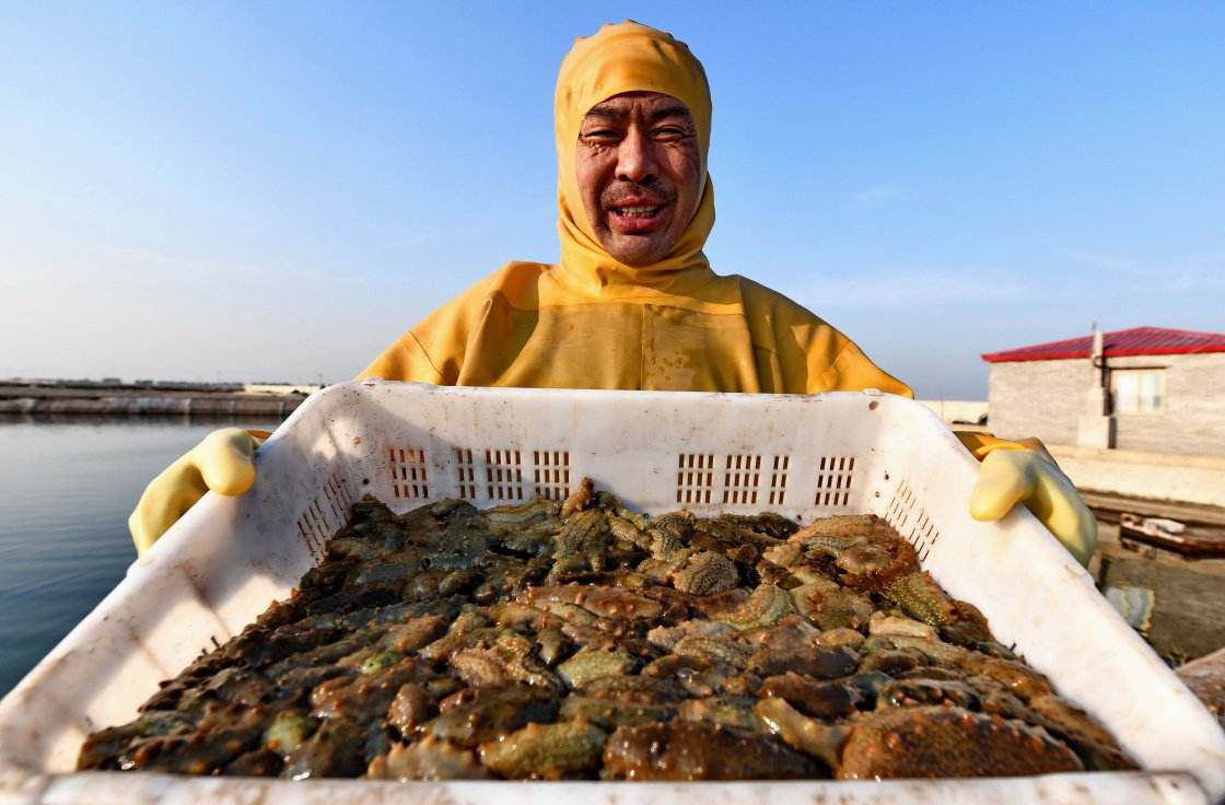 2019年春季海参价格的主导权在福建霞浦，为什么福建的养殖户还是高兴不起来？